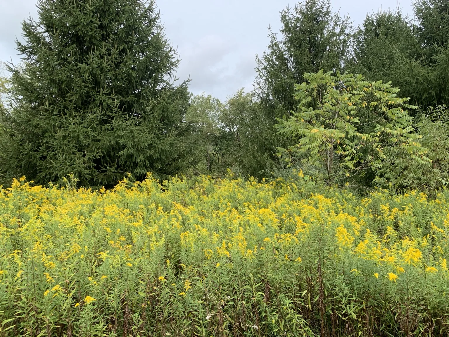 Wildflowers