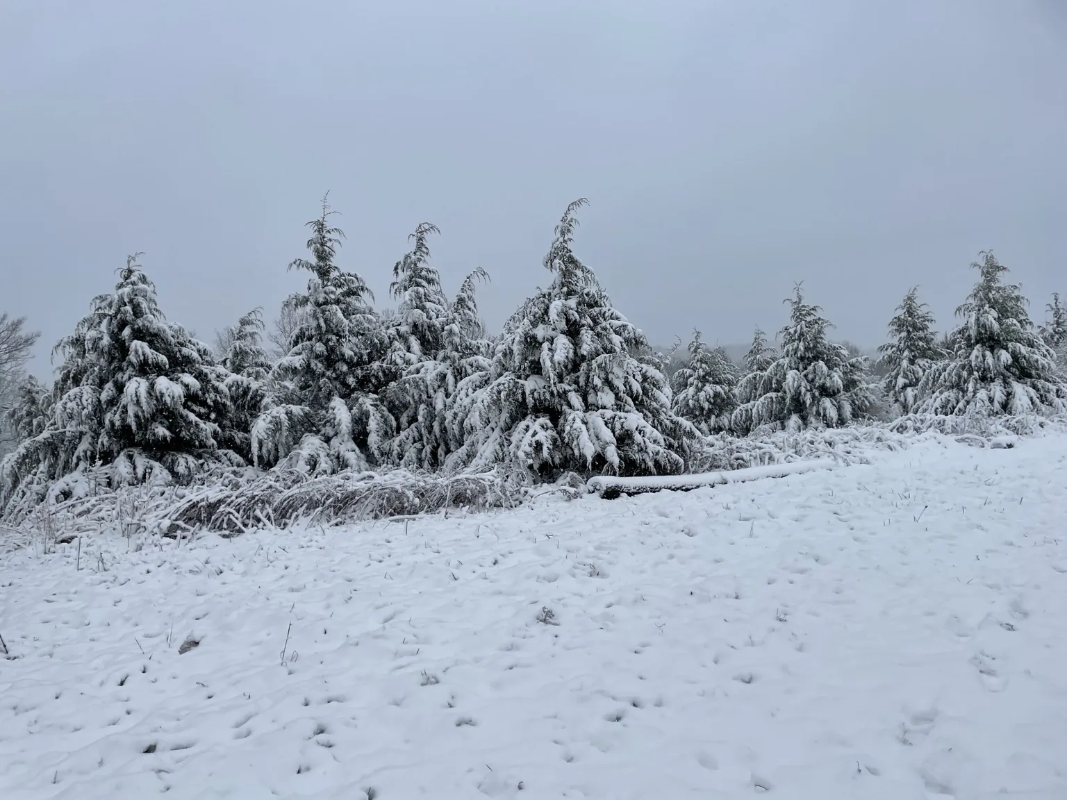 Snow-covered trees